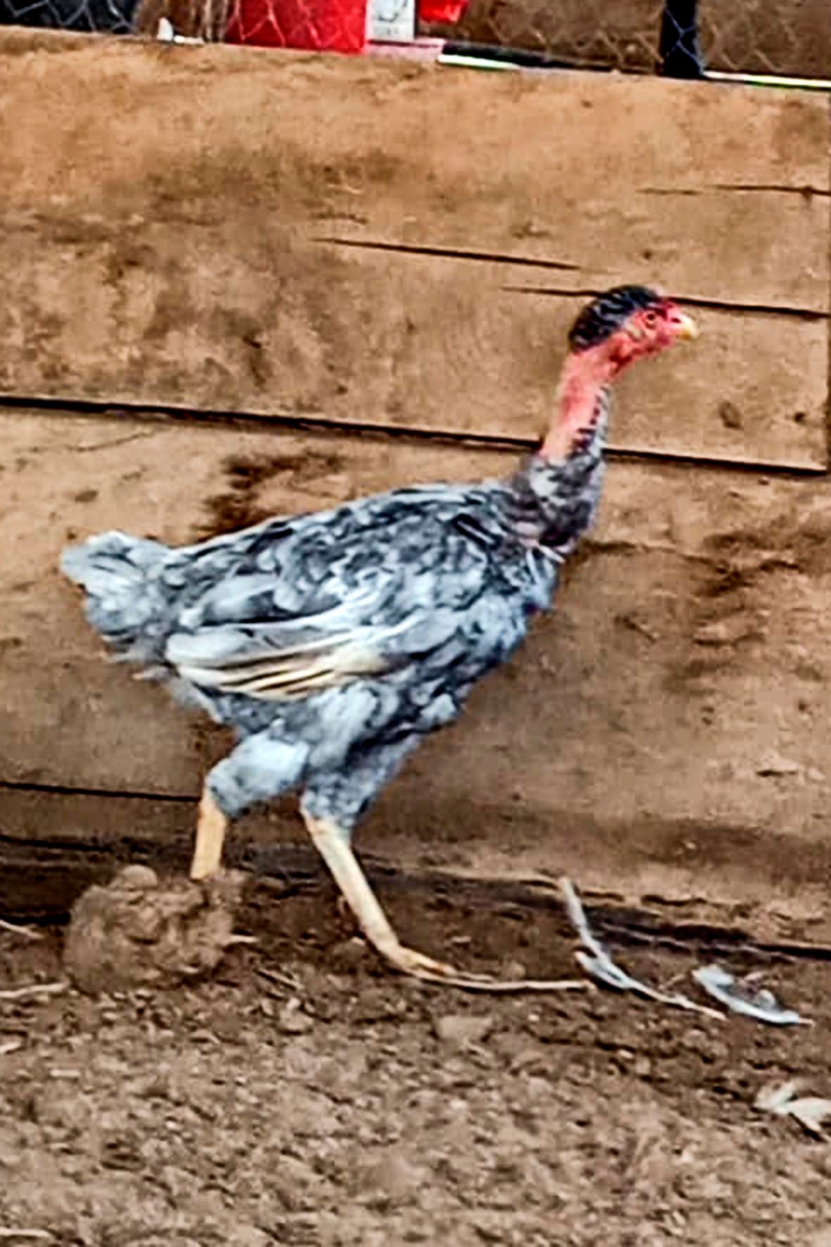 WhatsApp Image 2025-04-03 at 7.35.07 PM (1) copia.jpg